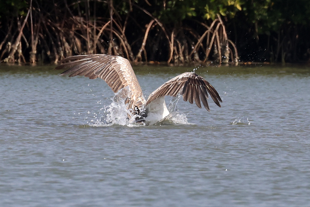 Pink-backed Pelican